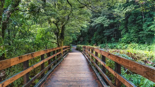 A wooden trail in the forest