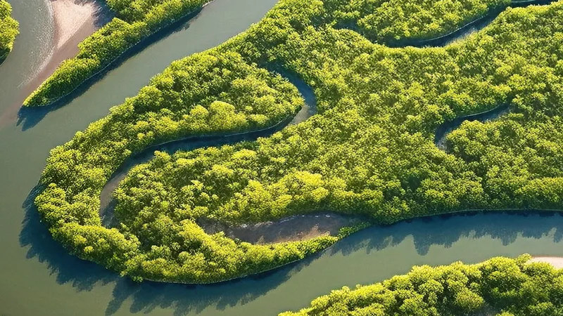 aerial shot of a wetland